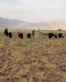 اردوی جهادی