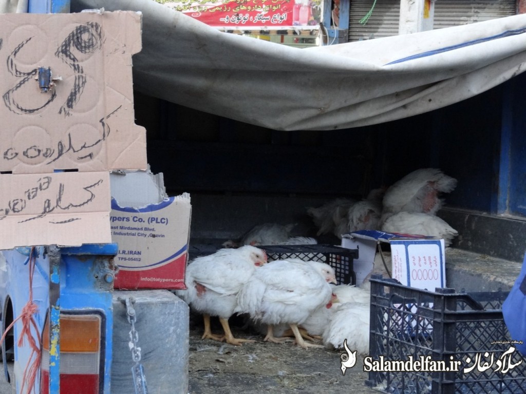 سلام دلفان (25)