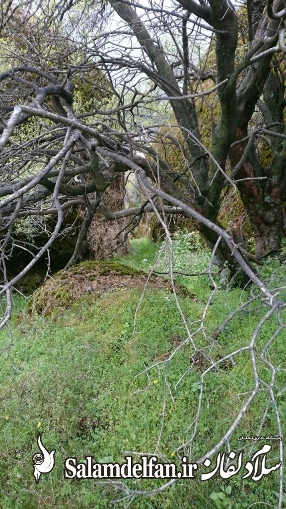 مهراب کوه (4)