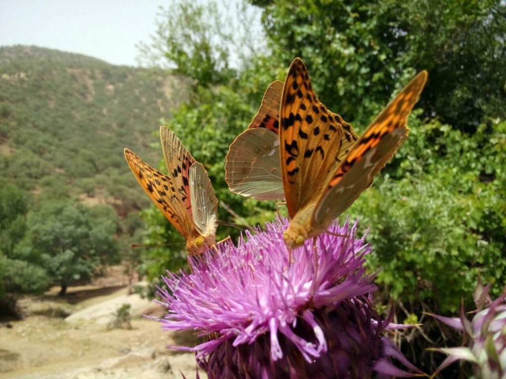 خلیل ابراهیمی4