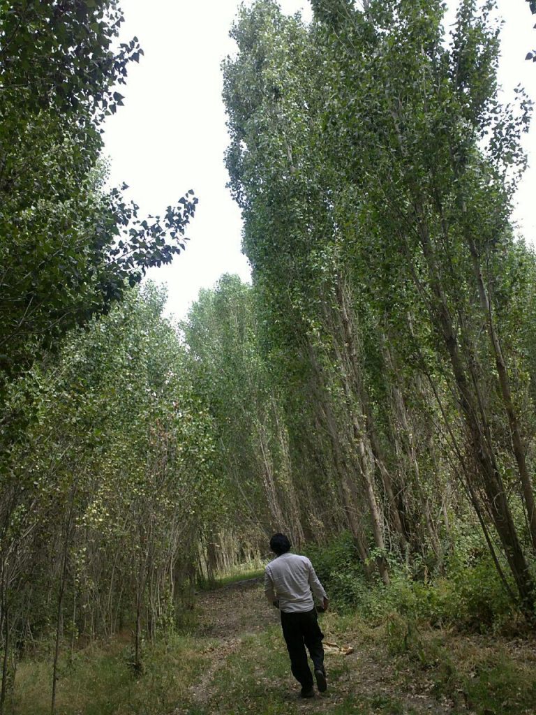 یعقوب قبادی2